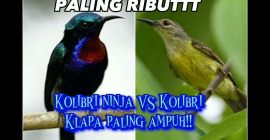Pertarungan Menarik: Burung Kolibri Ninja Vs Kelapa dalam Alam Pertarungan Menarik: Burung Kolibri Ninja Vs Kelapa dalam Alam
