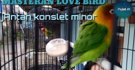 Settingan Lovebird Konslet Lomba: Rahasia Juara di Arena Perlombaan Settingan Lovebird Konslet Lomba: Rahasia Juara di Arena Perlombaan