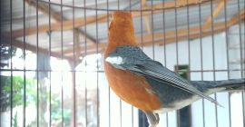 Mengungkap Karakter Anis Merah saat Birahi yang Menarik dan Unik Mengungkap Karakter Anis Merah saat Birahi yang Menarik dan Unik