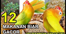 Pilih Makanan Tambahan Biar Burung Tidak Gendut yang Sehat dan Aman Pilih Makanan Tambahan Biar Burung Tidak Gendut yang Sehat dan Aman