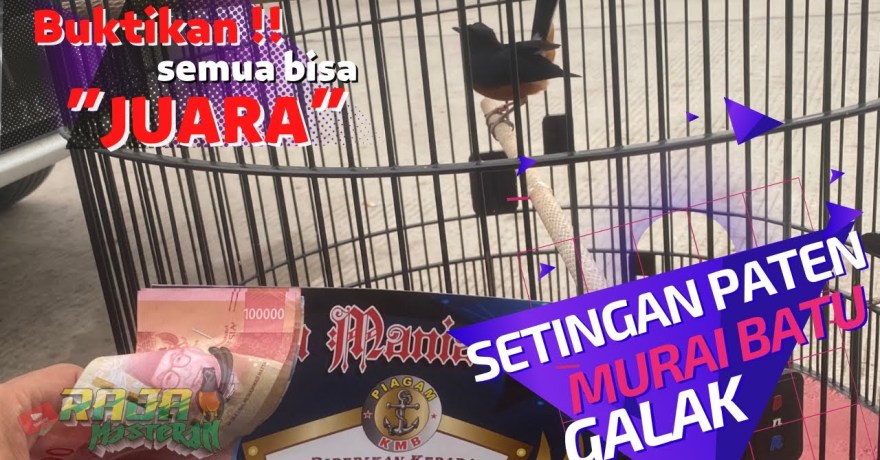 Mengenal Sistem Penilaian Murai Batu di Gantangan Secara Mendalam Mengenal Sistem Penilaian Murai Batu di Gantangan Secara Mendalam