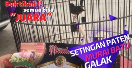 Menelusuri Sistem Penilaian Murai Batu di Gantangan yang Objektif Menelusuri Sistem Penilaian Murai Batu di Gantangan yang Objektif