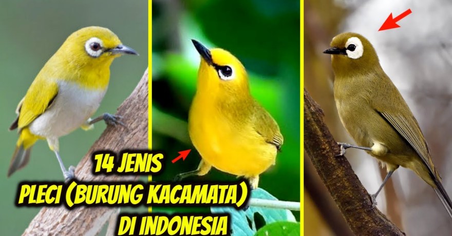 Mengetahui Jenis Pleci Paling Populer di Indonesia dan Karakteristiknya Mengetahui Jenis Pleci Paling Populer di Indonesia dan Karakteristiknya