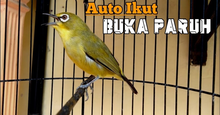Racikan Pakan Pleci Biar Cepat Buka Paruh yang Ampuh dan Efektif Racikan Pakan Pleci Biar Cepat Buka Paruh yang Ampuh dan Efektif