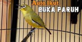 Racikan Pakan Pleci Biar Cepat Buka Paruh yang Ampuh dan Efektif Racikan Pakan Pleci Biar Cepat Buka Paruh yang Ampuh dan Efektif