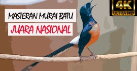 Pengalaman Juara Murai Batu Nasional: Kisah Sukses dan Tips Berharga Pengalaman Juara Murai Batu Nasional: Kisah Sukses dan Tips Berharga