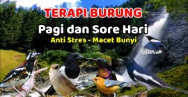 Rawatan Burung Pagi dan Sore Hari: Tips Perawatan Optimal Rawatan Burung Pagi dan Sore Hari: Tips Perawatan Optimal