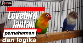Cara Meredakan Birahi Lovebird Jantan dengan Teknik Efektif Cara Meredakan Birahi Lovebird Jantan dengan Teknik Efektif