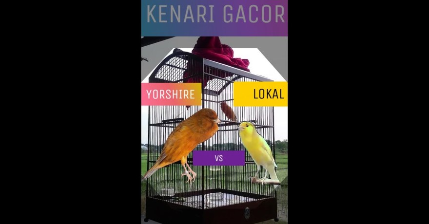 Membedah Keunggulan Kenari Yorkshire Vs Kenari Lokal: Mana yang Lebih Ideal untuk Anda? Membedah Keunggulan Kenari Yorkshire Vs Kenari Lokal: Mana yang Lebih Ideal untuk Anda?