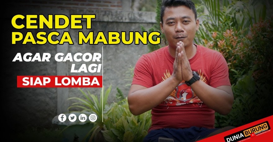 Perawatan Pasca Lomba agar Tidak Drop: Rahasia Pemulihan Optimal Perawatan Pasca Lomba agar Tidak Drop: Rahasia Pemulihan Optimal