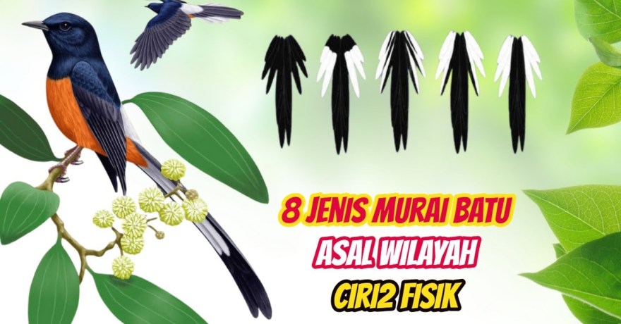 Mengenal Jenis Murai Batu Berdasarkan Wilayah di Indonesia Mengenal Jenis Murai Batu Berdasarkan Wilayah di Indonesia