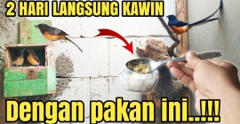 Racikan Pakan Murai Batu Harian Terbaik untuk Suara Merdu Racikan Pakan Murai Batu Harian Terbaik untuk Suara Merdu