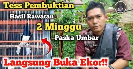 Cara Menjaga Emosi Burung saat Lomba agar Sukses dan Tenang Cara Menjaga Emosi Burung saat Lomba agar Sukses dan Tenang