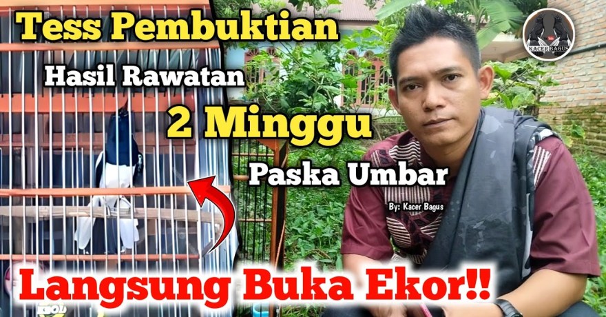 Cara Menjaga Emosi Burung saat Lomba agar Lebih Optimal dan Tenang Cara Menjaga Emosi Burung saat Lomba agar Lebih Optimal dan Tenang