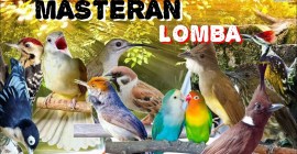 Setting Suara Masteran Jelang Lomba: Tips dan Trik Sukses Setting Suara Masteran Jelang Lomba: Tips dan Trik Sukses