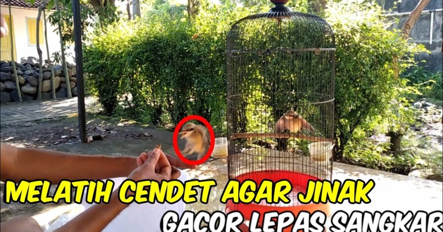 Cara Melatih Burung untuk Lomba Pertama dengan Teknik Efektif Cara Melatih Burung untuk Lomba Pertama dengan Teknik Efektif