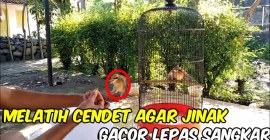 Cara Melatih Burung untuk Lomba Pertama dengan Teknik Efektif Cara Melatih Burung untuk Lomba Pertama dengan Teknik Efektif