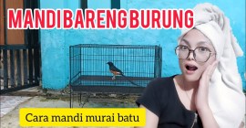 Cara Memandikan Murai Batu yang Benar untuk Kesehatan dan Kecantikan Cara Memandikan Murai Batu yang Benar untuk Kesehatan dan Kecantikan