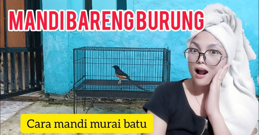 Cara Memandikan Murai Batu yang Benar untuk Kesehatan dan Kecantikan Cara Memandikan Murai Batu yang Benar untuk Kesehatan dan Kecantikan