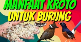 Mengenal Manfaat Kroto untuk Burung Fighter yang Perlu Diketahui Mengenal Manfaat Kroto untuk Burung Fighter yang Perlu Diketahui