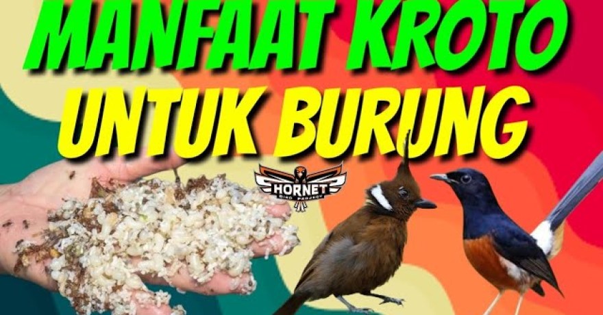 Mengenal Manfaat Kroto untuk Burung Fighter yang Perlu Diketahui Mengenal Manfaat Kroto untuk Burung Fighter yang Perlu Diketahui