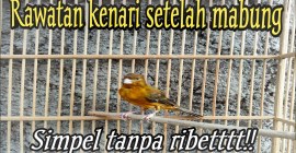 Perawatan Burung setelah Mabung: Tips Memulihkan Kesehatan dan Kecantikan Perawatan Burung setelah Mabung: Tips Memulihkan Kesehatan dan Kecantikan