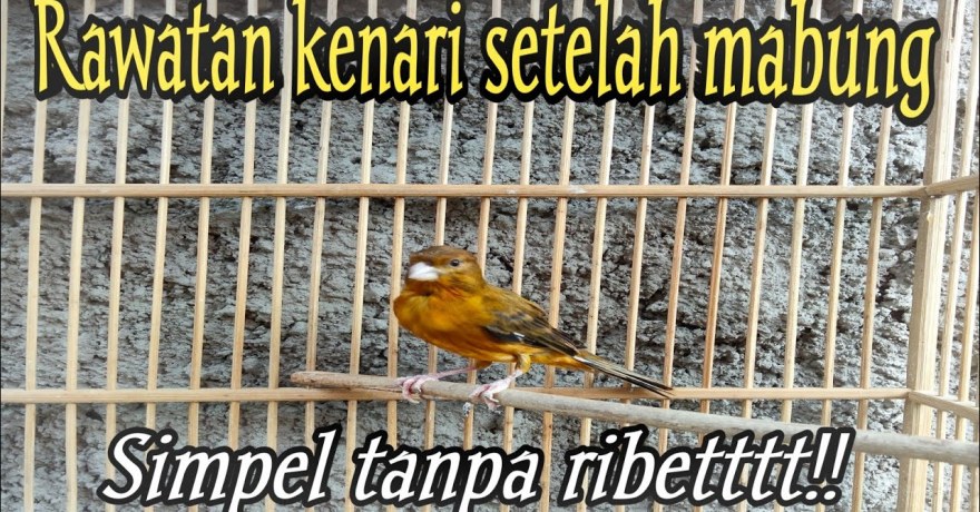 Perawatan Burung setelah Mabung: Tips Memulihkan Kesehatan dan Kecantikan Perawatan Burung setelah Mabung: Tips Memulihkan Kesehatan dan Kecantikan