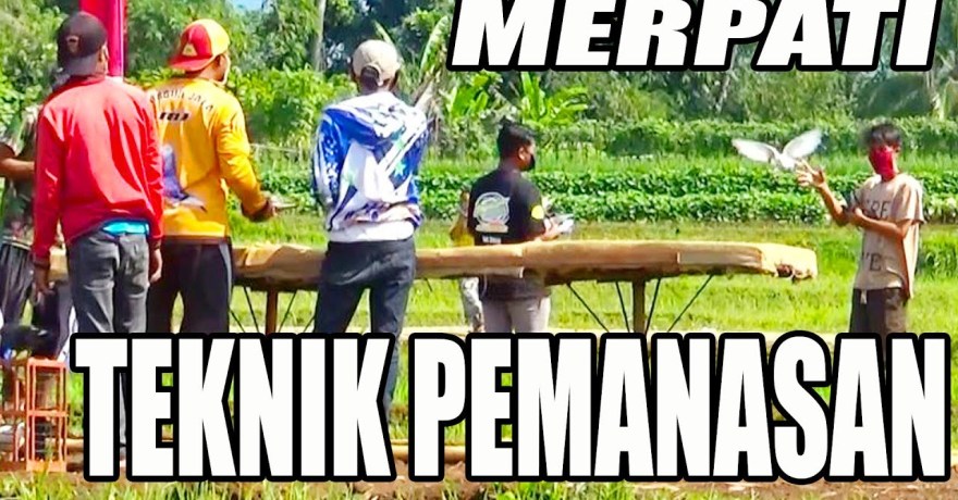 Teknik Pelatihan Burung Lomba dari Nol: Panduan Sukses untuk Pemula Teknik Pelatihan Burung Lomba dari Nol: Panduan Sukses untuk Pemula