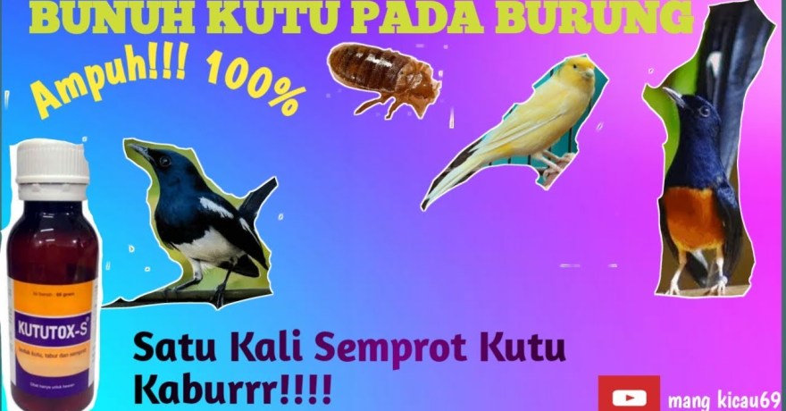 Cara Menghindari Burung dari Kutu dengan Metode Alami yang Efektif Cara Menghindari Burung dari Kutu dengan Metode Alami yang Efektif