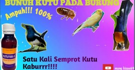 Cara Menghindari Burung dari Kutu dengan Metode Alami yang Efektif Cara Menghindari Burung dari Kutu dengan Metode Alami yang Efektif