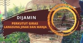 Cara Menenangkan Burung yang Baru Dibeli agar Cepat Beradaptasi Cara Menenangkan Burung yang Baru Dibeli agar Cepat Beradaptasi