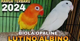 Mengenal Jenis Lovebird Lutino dan Albino: Keindahan dan Karakteristiknya Mengenal Jenis Lovebird Lutino dan Albino: Keindahan dan Karakteristiknya