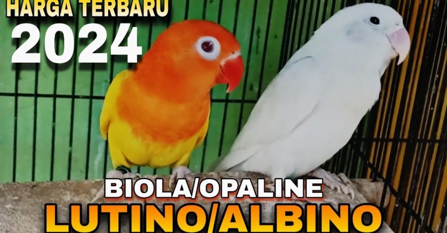 Mengenal Jenis Lovebird Lutino dan Albino: Keindahan dan Karakteristiknya Mengenal Jenis Lovebird Lutino dan Albino: Keindahan dan Karakteristiknya