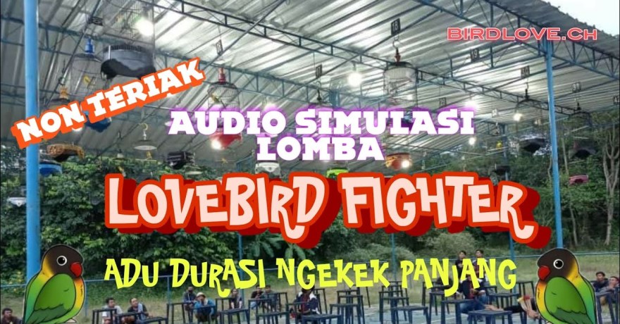 Aturan Lomba Lovebird Durasi: Panduan Lengkap untuk Pemenang Aturan Lomba Lovebird Durasi: Panduan Lengkap untuk Pemenang