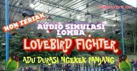 Aturan Lomba Lovebird Durasi: Panduan Lengkap untuk Pemenang Aturan Lomba Lovebird Durasi: Panduan Lengkap untuk Pemenang