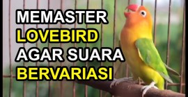 Cara Memaster Lovebird dengan Suara Mp3: Teknik Efektif dan Mudah Cara Memaster Lovebird dengan Suara Mp3: Teknik Efektif dan Mudah