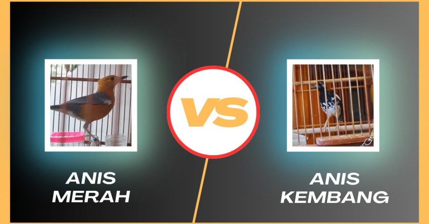 Menelusuri Perbedaan Menarik Burung Anis Kembang Vs Anis Merah untuk Penggemar Ornithology Menelusuri Perbedaan Menarik Burung Anis Kembang Vs Anis Merah untuk Penggemar Ornithology