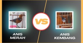 Mengenal Kelebihan Anis Merah Dibanding Anis Kembang untuk Menambah Pengetahuan Anda Mengenal Kelebihan Anis Merah Dibanding Anis Kembang untuk Menambah Pengetahuan Anda