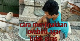 Cara Melatih Burung Biar Tidak Giras dengan Teknik Sederhana Cara Melatih Burung Biar Tidak Giras dengan Teknik Sederhana