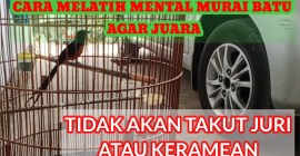 Cara Melatih Mental Murai Batu Muda untuk Kinerja Terbaik Cara Melatih Mental Murai Batu Muda untuk Kinerja Terbaik