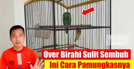 Cara Mengatasi Burung Over Birahi dengan Tips Praktis dan Ampuh Cara Mengatasi Burung Over Birahi dengan Tips Praktis dan Ampuh