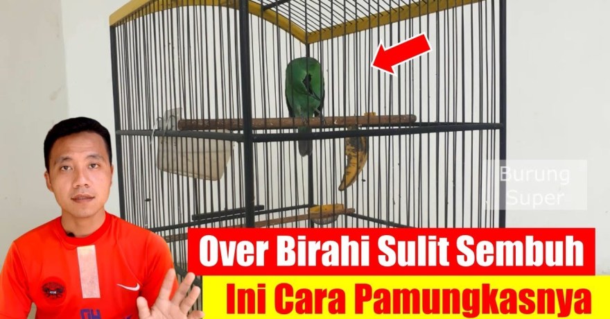 Cara Mengatasi Burung Over Birahi dengan Tips Praktis dan Ampuh Cara Mengatasi Burung Over Birahi dengan Tips Praktis dan Ampuh