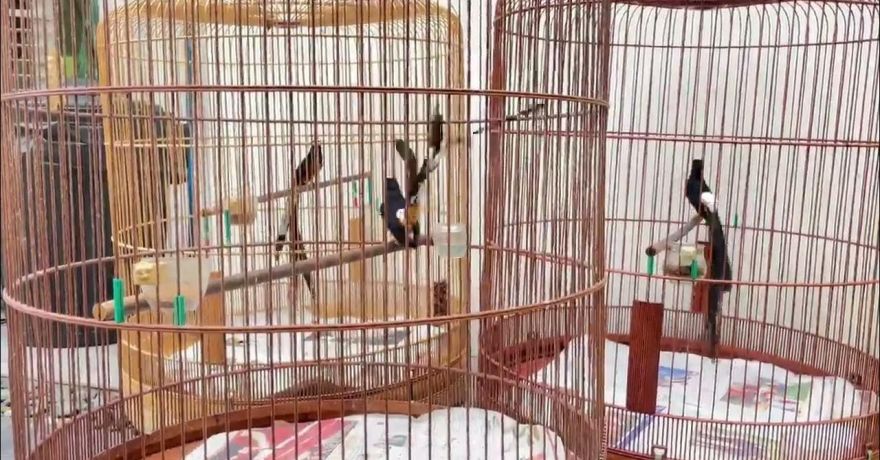 Teknik Melatih Mental Burung Lomba untuk Juara di Setiap Kontes Teknik Melatih Mental Burung Lomba untuk Juara di Setiap Kontes