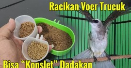 Racikan Voer Campur Alami: Resep Nutrisi Sehat untuk Burung Anda Racikan Voer Campur Alami: Resep Nutrisi Sehat untuk Burung Anda