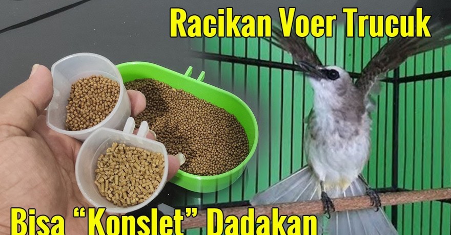 Racikan Voer Campur Alami: Resep Nutrisi Sehat untuk Burung Anda Racikan Voer Campur Alami: Resep Nutrisi Sehat untuk Burung Anda