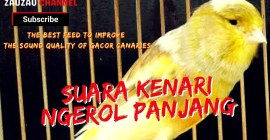 Ciri Kenari Siap Lomba: Temukan Kualitas Unggulnya Disini Ciri Kenari Siap Lomba: Temukan Kualitas Unggulnya Disini