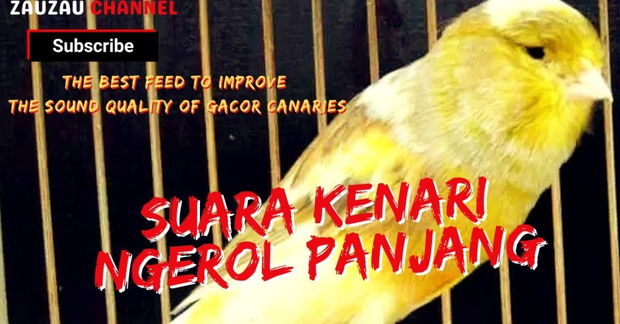 Ciri Kenari Siap Lomba: Temukan Kualitas Unggulnya Disini Ciri Kenari Siap Lomba: Temukan Kualitas Unggulnya Disini