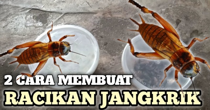 Cara Membuat Racikan Jangkrik untuk Murai yang Efektif dan Lezat Cara Membuat Racikan Jangkrik untuk Murai yang Efektif dan Lezat