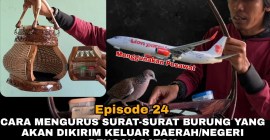 Cara Transportasi Aman untuk Burung Lomba agar Selamat dan Sehat Cara Transportasi Aman untuk Burung Lomba agar Selamat dan Sehat