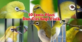 Mengenal Jenis Pleci Berdasarkan Daerah Asal yang Menarik Mengenal Jenis Pleci Berdasarkan Daerah Asal yang Menarik